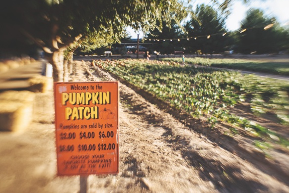 Schnepf pumpkin patch 2